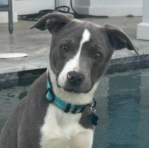 Poppy, an adoptable mixed breed in Concord, NC image 1/6