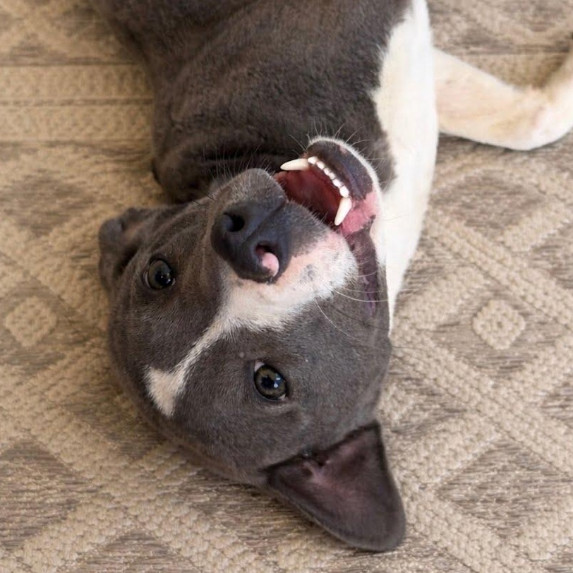 Poppy, an adoptable mixed breed in Concord, NC image 3/6