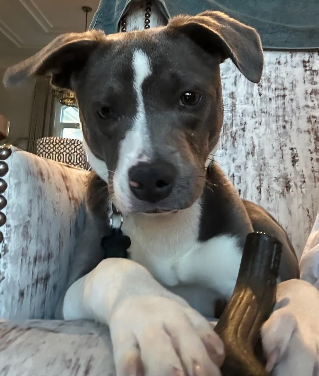 Poppy, an adoptable mixed breed in Concord, NC image 5/6