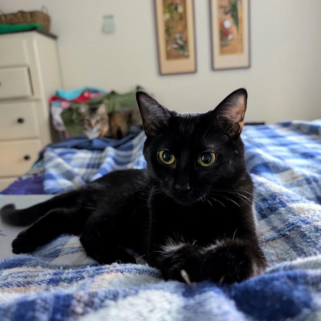 Enlarge Admiral Boo, a Adoptable Domestic Short Hair in Harrisonburg, VA image 1/6