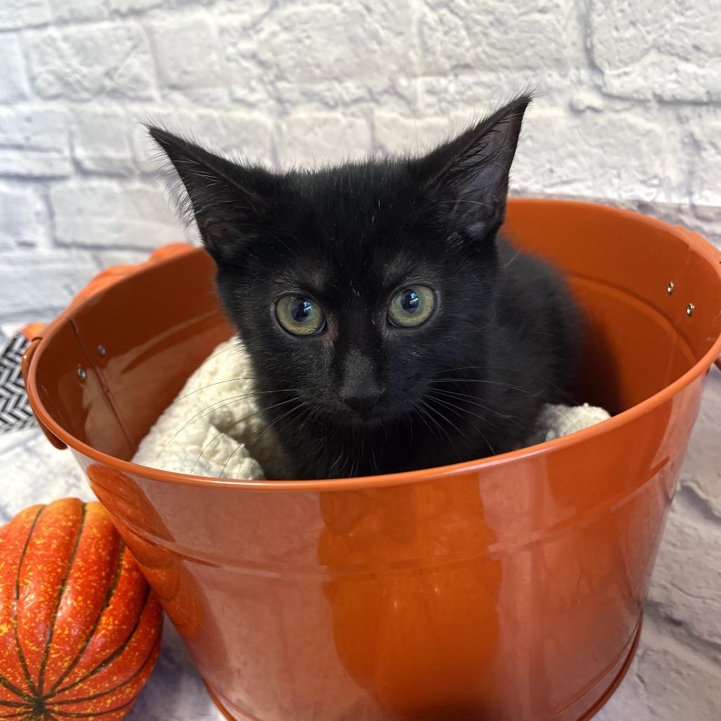 Admiral Boo, Adoptable, Kitten Female Domestic Short Hair.