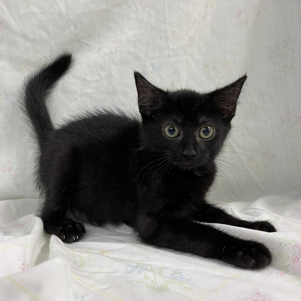 Enlarge Admiral Boo, a Adoptable Domestic Short Hair in Harrisonburg, VA image 2/6