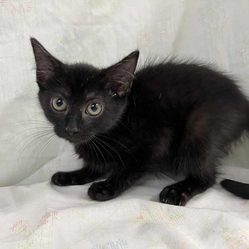 Enlarge Admiral Boo, a Adoptable Domestic Short Hair in Harrisonburg, VA image 3/6