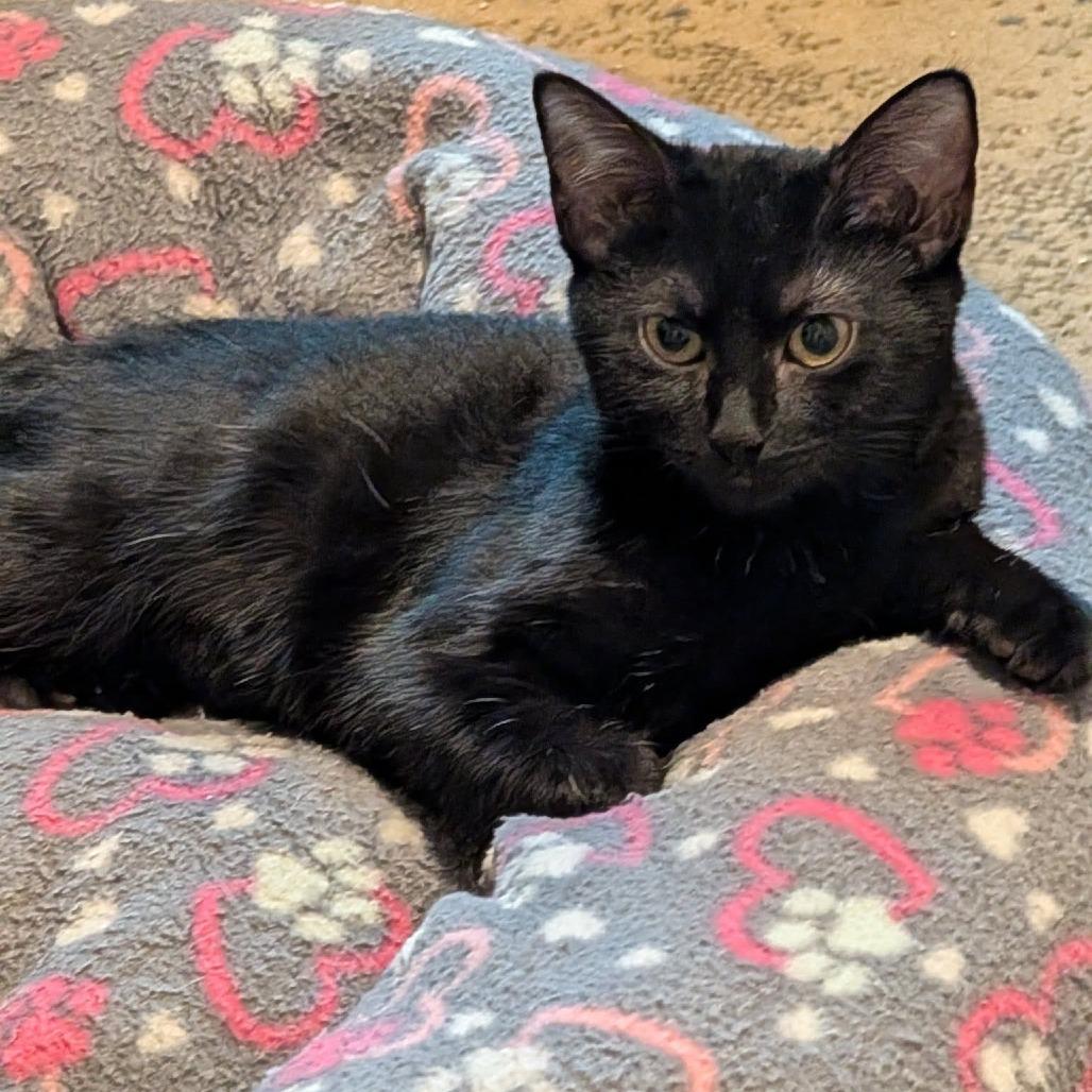 Enlarge Admiral Boo, a Adoptable Domestic Short Hair in Harrisonburg, VA image 4/6