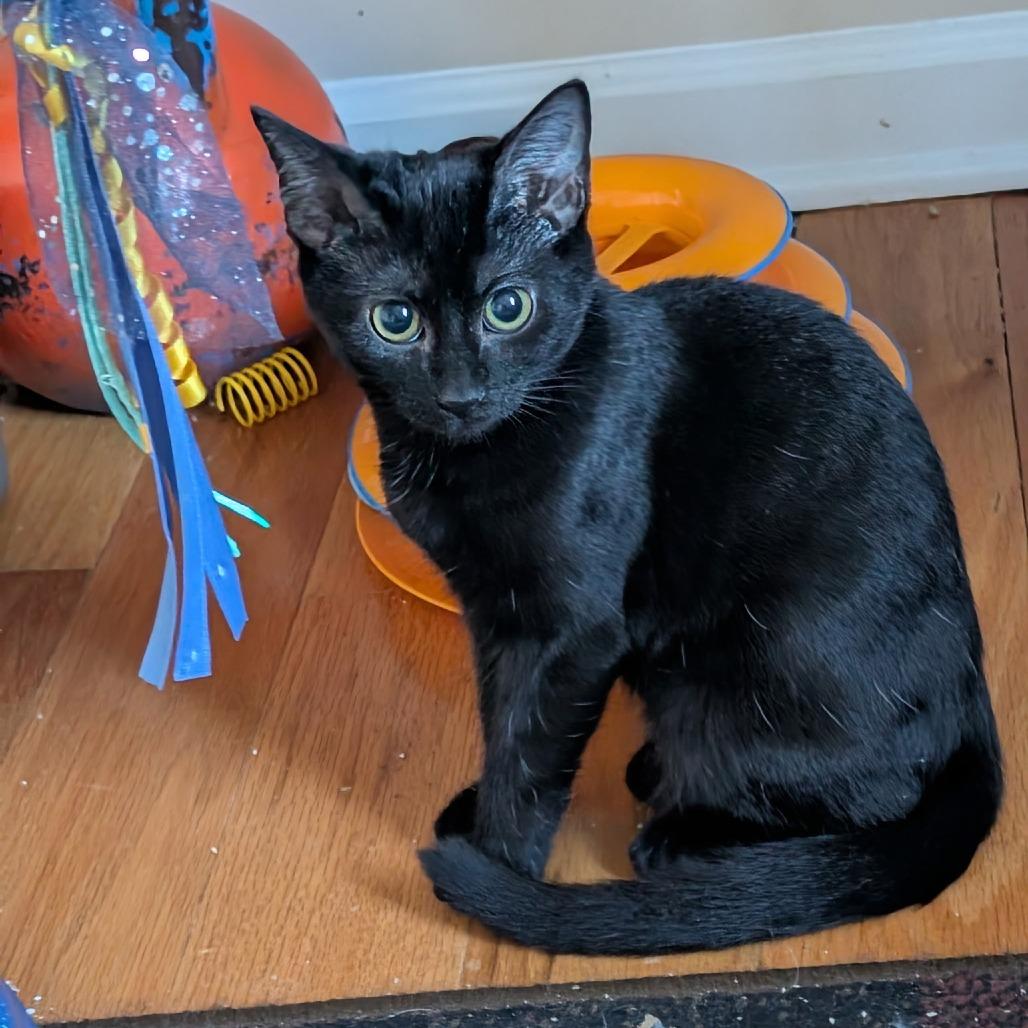 Enlarge Admiral Boo, a Adoptable Domestic Short Hair in Harrisonburg, VA image 5/6