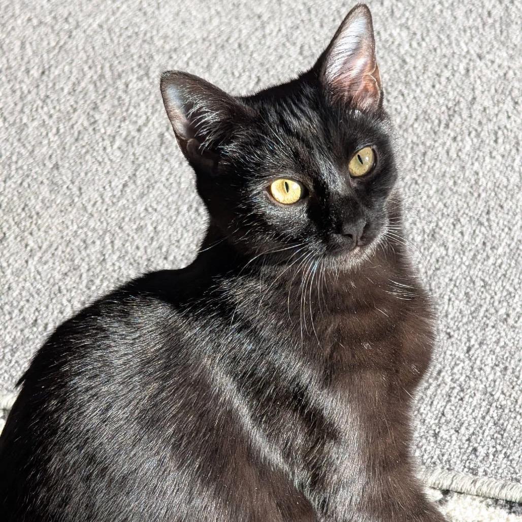 Enlarge Admiral Boo, a Adoptable Domestic Short Hair in Harrisonburg, VA image 6/6