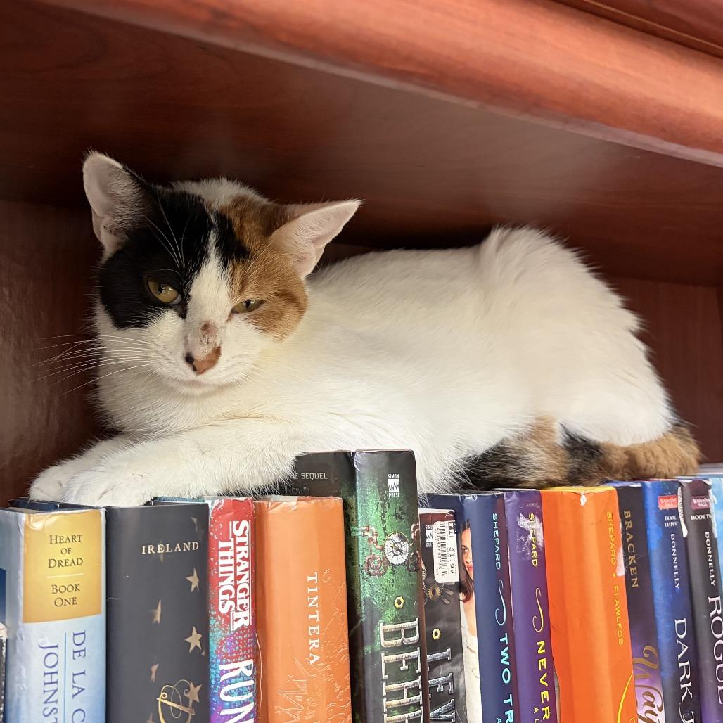 Barbie, a Adoptable Domestic Short Hair in Normal, IL image 5/6