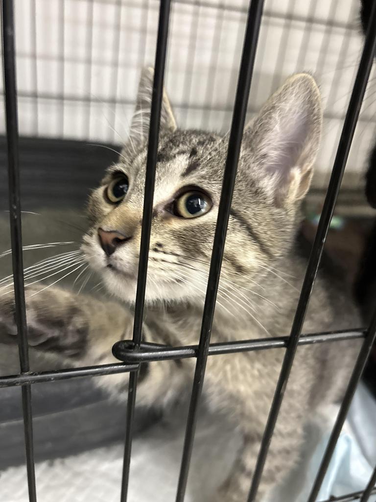 Enlarge Alvin, a Adoptable Domestic Short Hair in Black River Falls, WI image 1/1