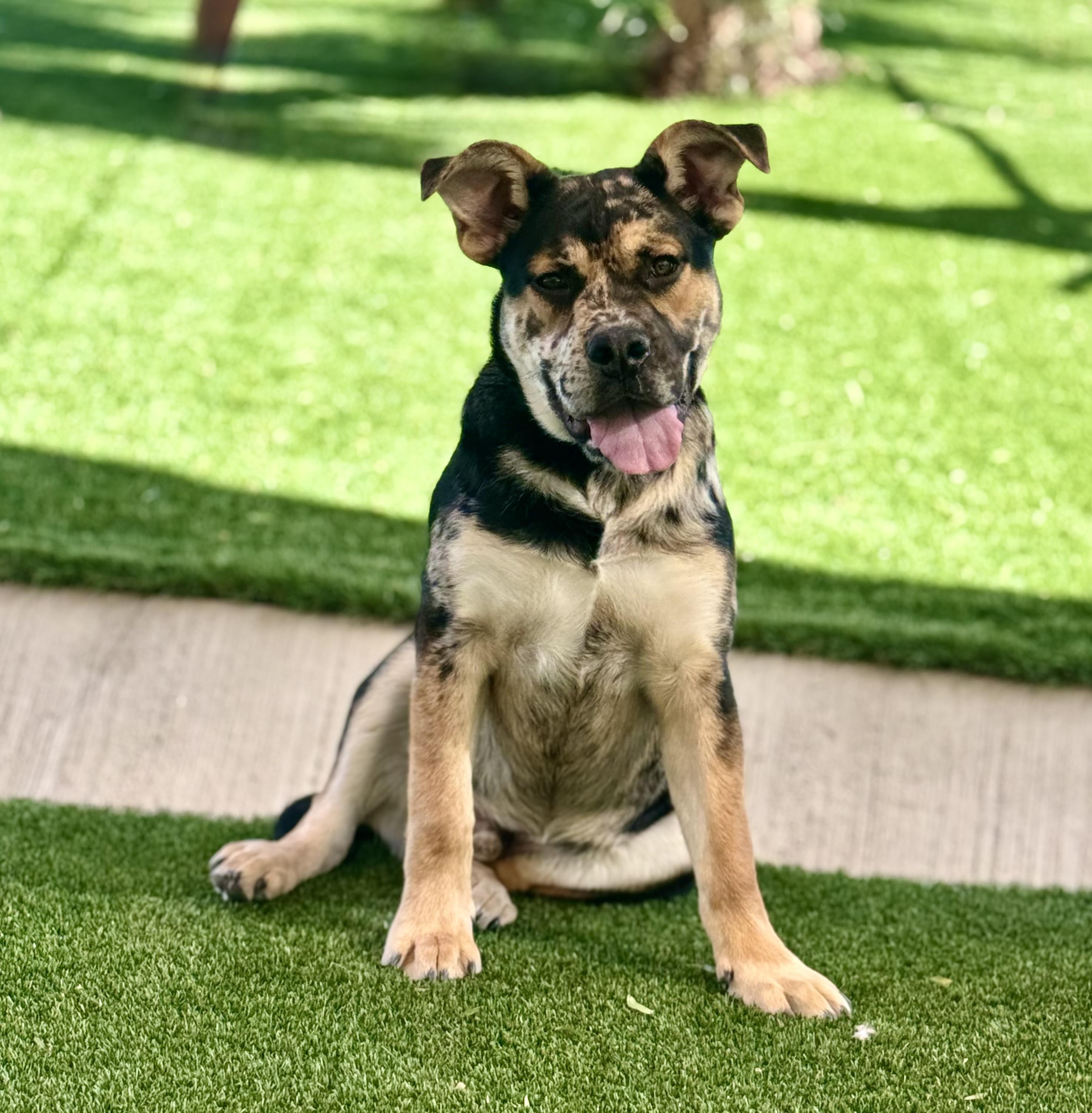 Enlarge Moose - The CooLest DoG, a ADOPTABLE mixed breed in Van Nuys, CA image 4/4