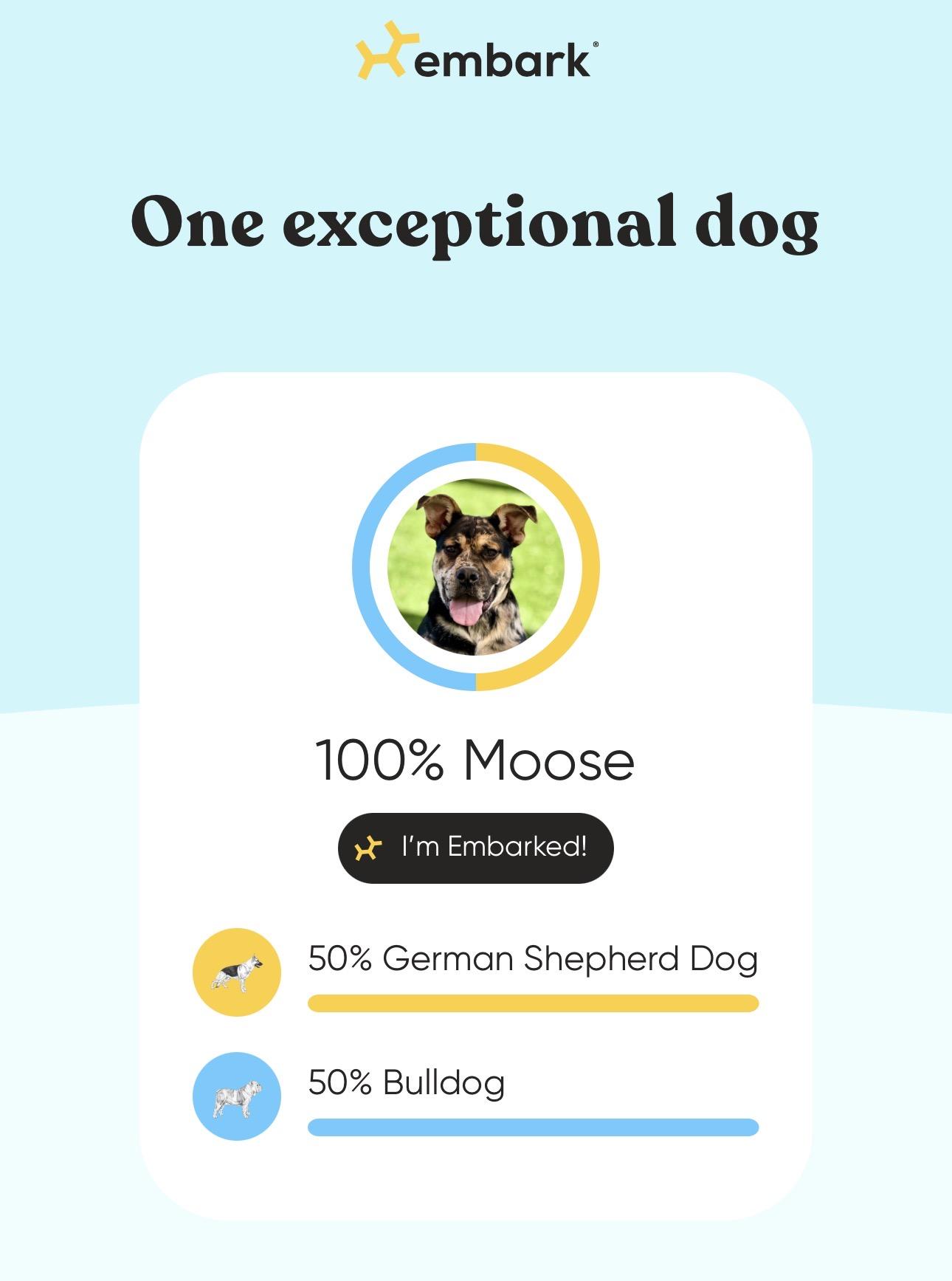 Enlarge Moose - DNA Done, a Adoptable mixed breed in Van Nuys, CA image 5/5