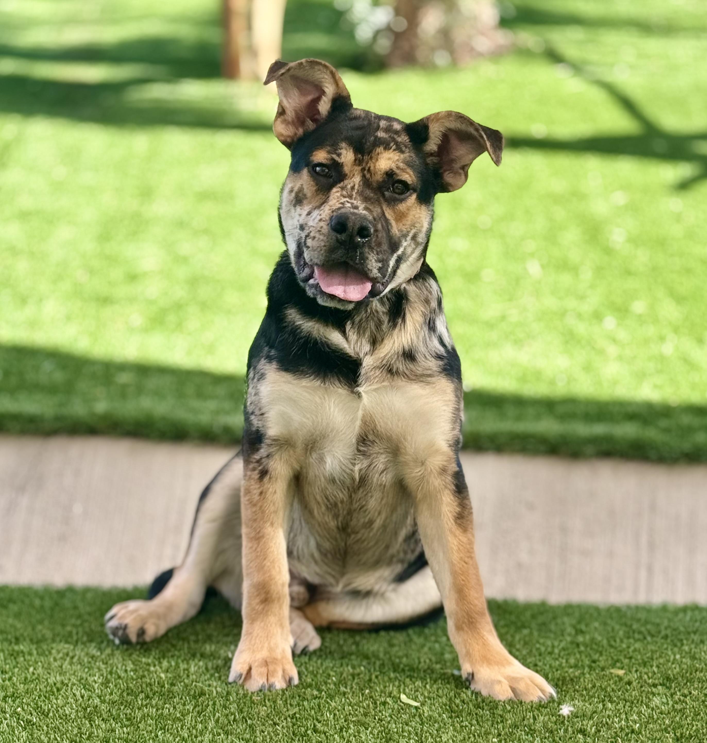 Moose - The CooLest DoG, ADOPTABLE, Young Male Rottweiler & Catahoula Leopard Dog.