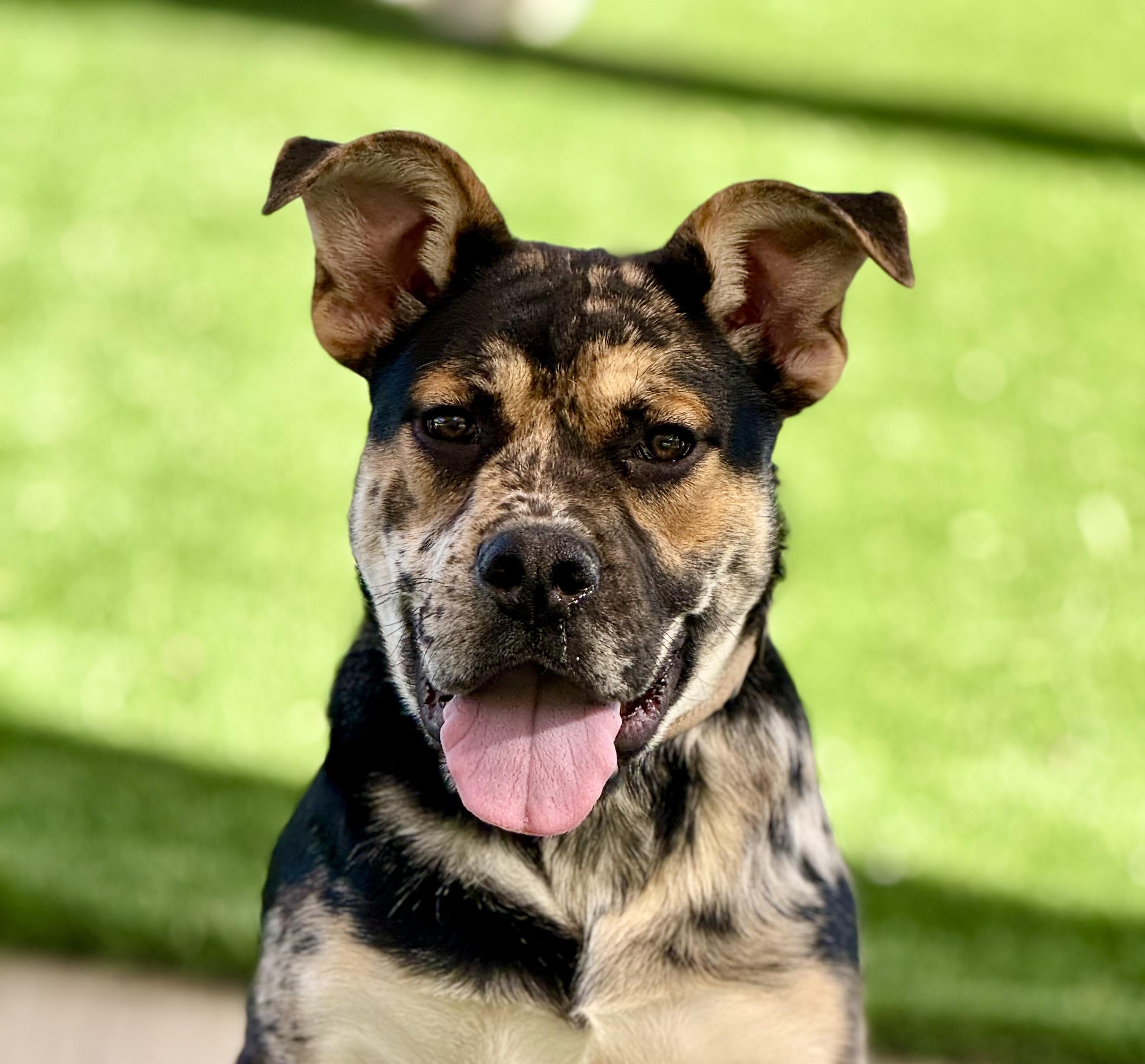 Enlarge Moose - The CooLest DoG, a ADOPTABLE mixed breed in Van Nuys, CA image 2/4