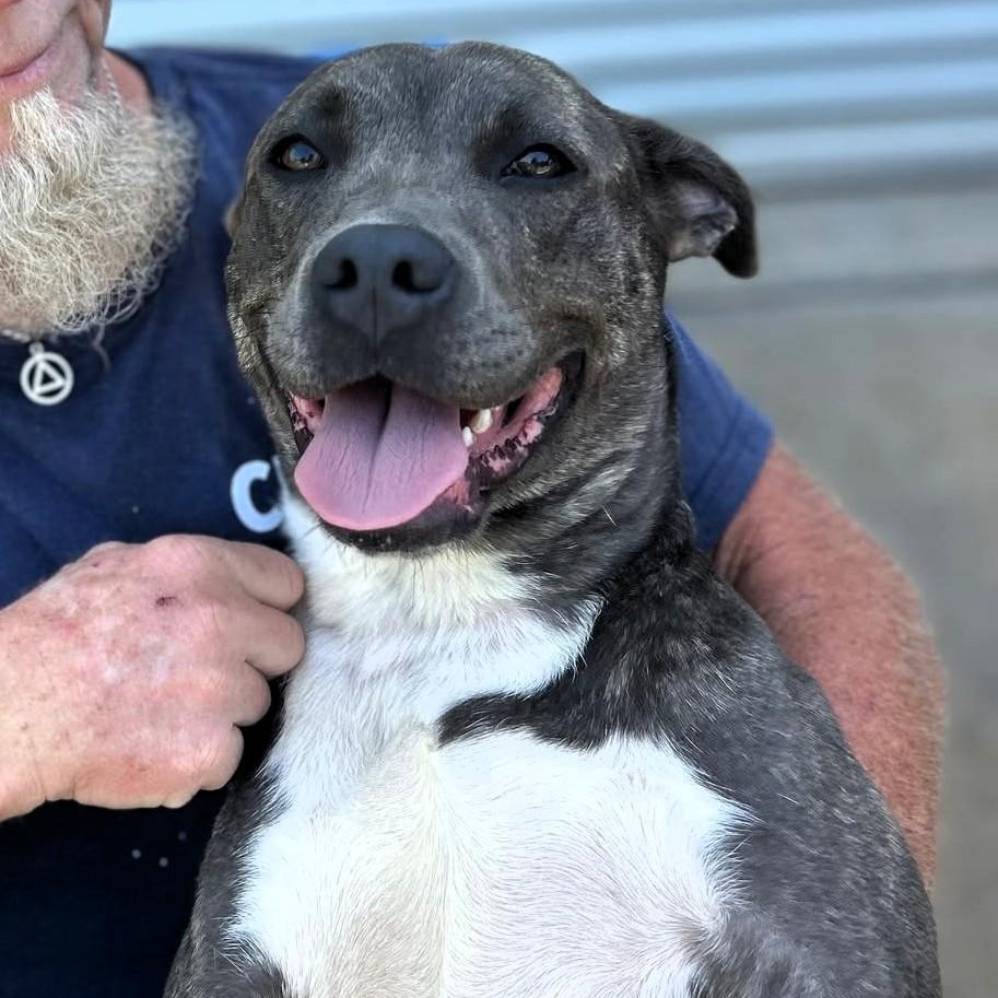 Dixie, a ADOPTABLE American Staffordshire Terrier in Milner, GA image 1/6