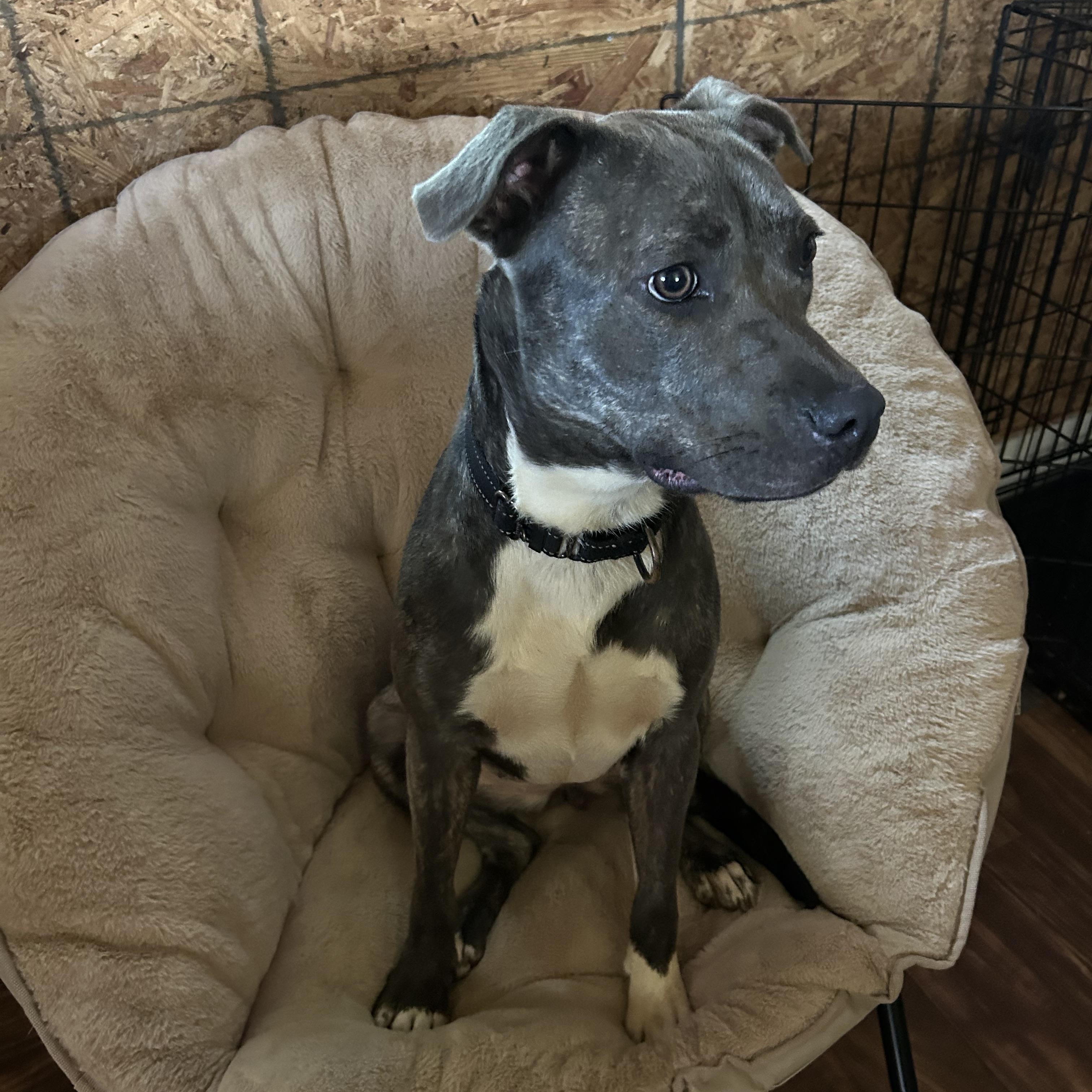 Dixie, a ADOPTABLE American Staffordshire Terrier in Milner, GA image 3/6