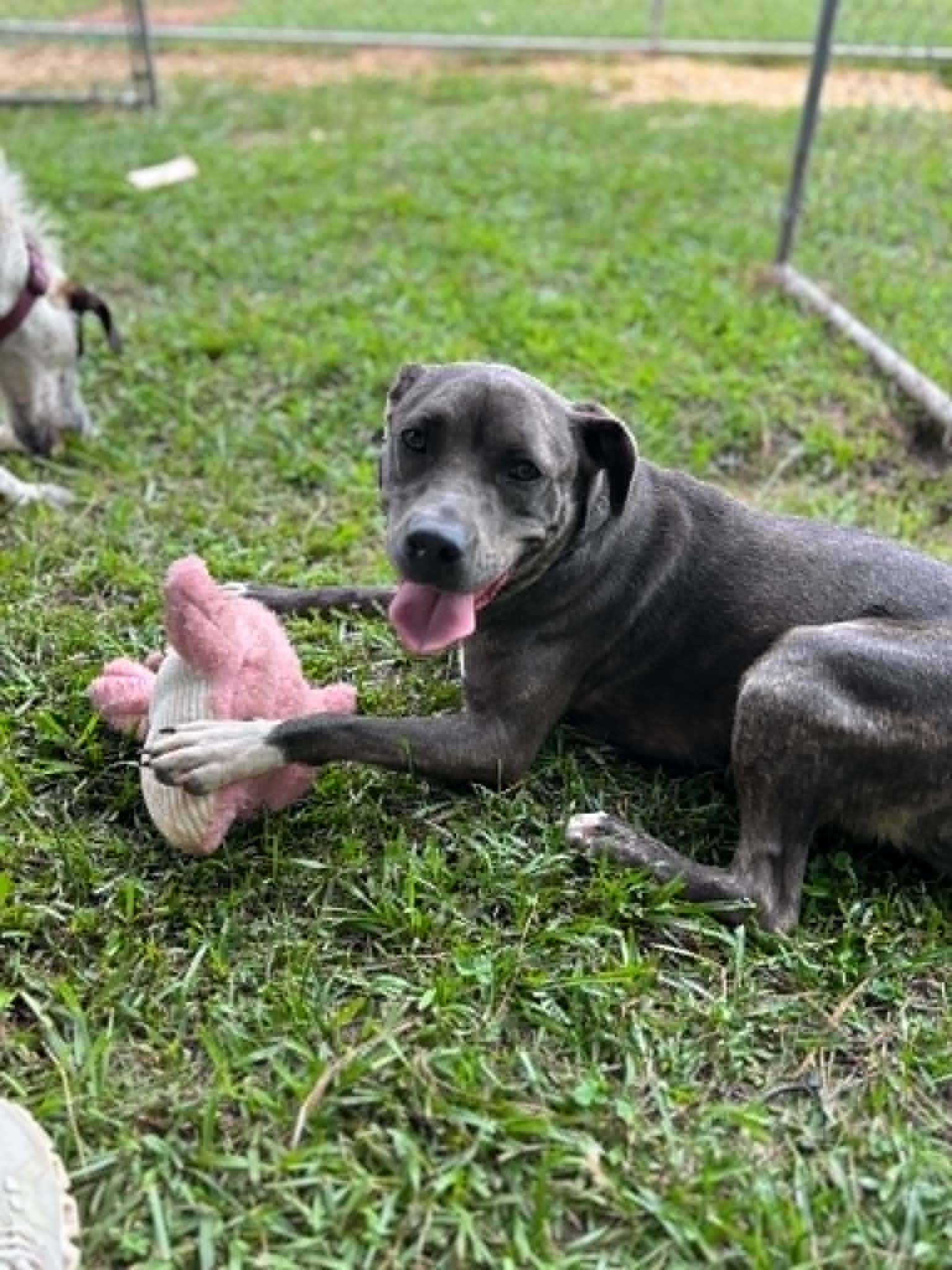 Dixie, a ADOPTABLE American Staffordshire Terrier in Milner, GA image 2/6