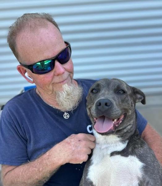 Dixie, a ADOPTABLE American Staffordshire Terrier in Milner, GA image 6/6