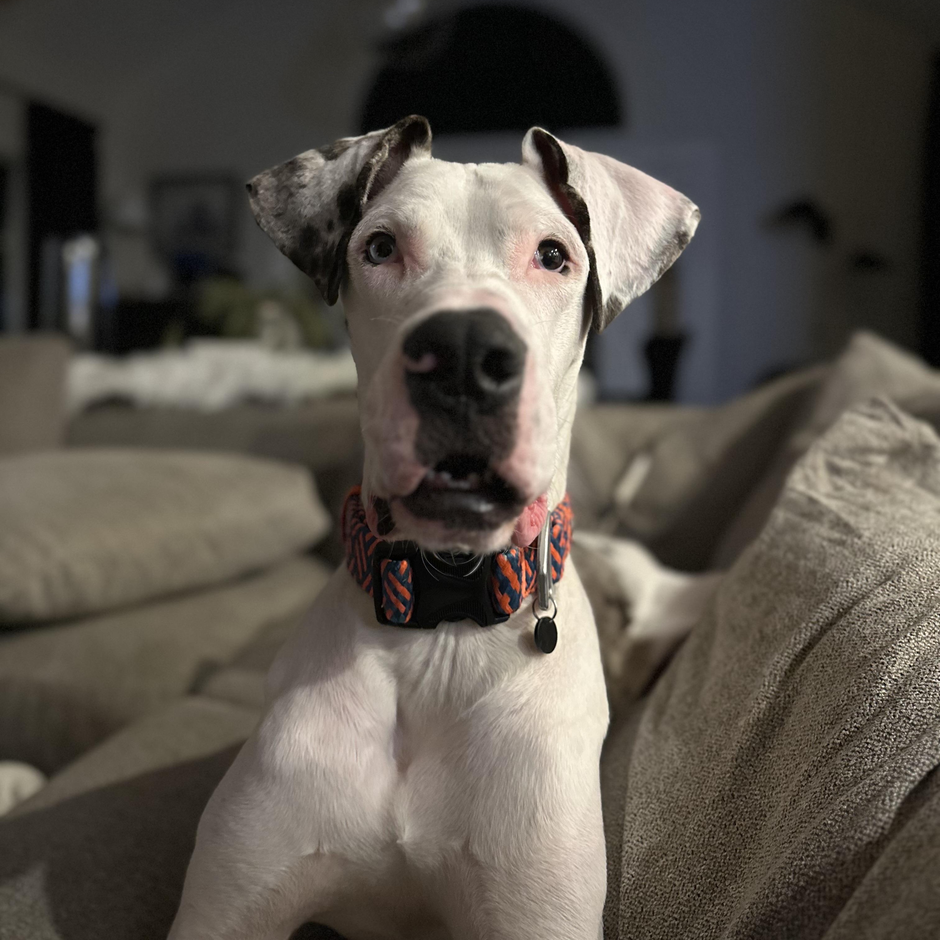Enlarge Tank, a ADOPTABLE Great Dane in Philadelphia, PA image 2/4