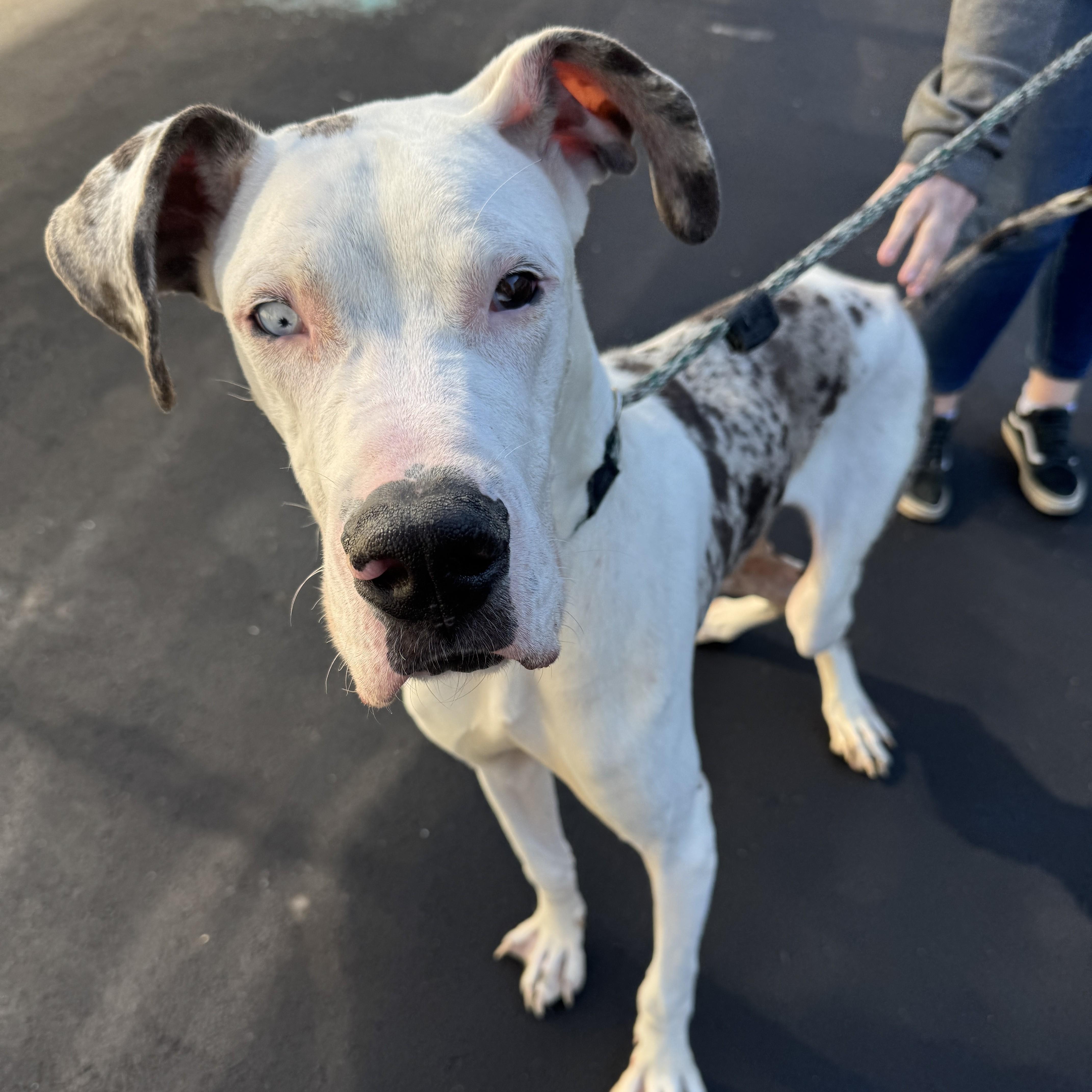 Tank, ADOPTABLE, Young Male Great Dane.
