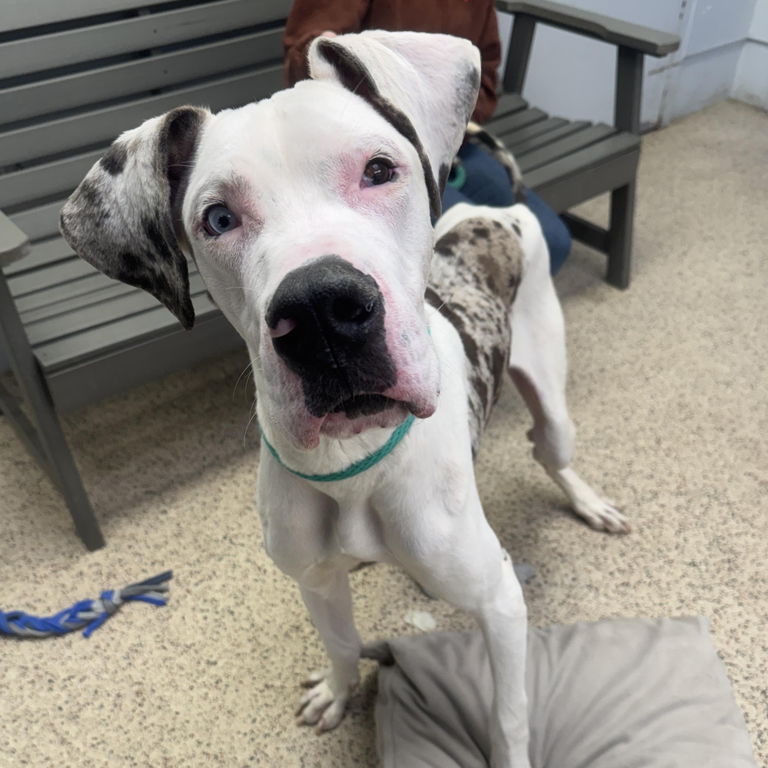 Enlarge Tank, a ADOPTABLE Great Dane in Philadelphia, PA image 3/4