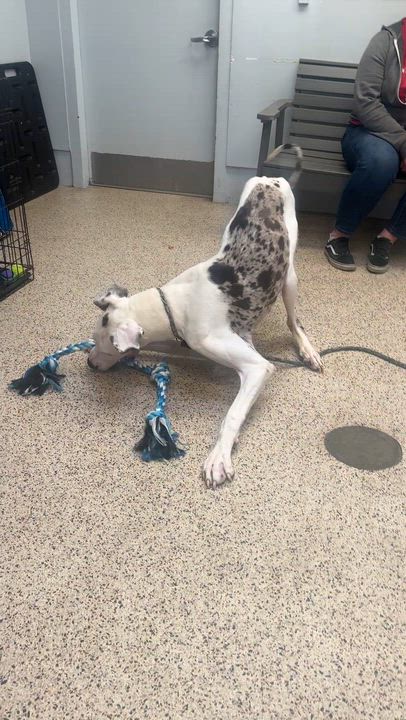 Enlarge Tank, a ADOPTABLE Great Dane in Philadelphia, PA video 4/4