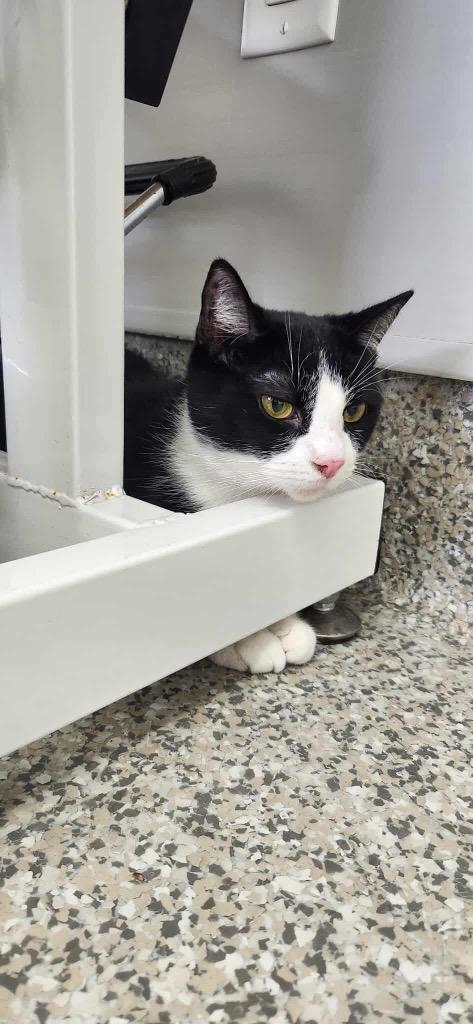 Tungsten, Adoptable, Adult Male Domestic Short Hair.