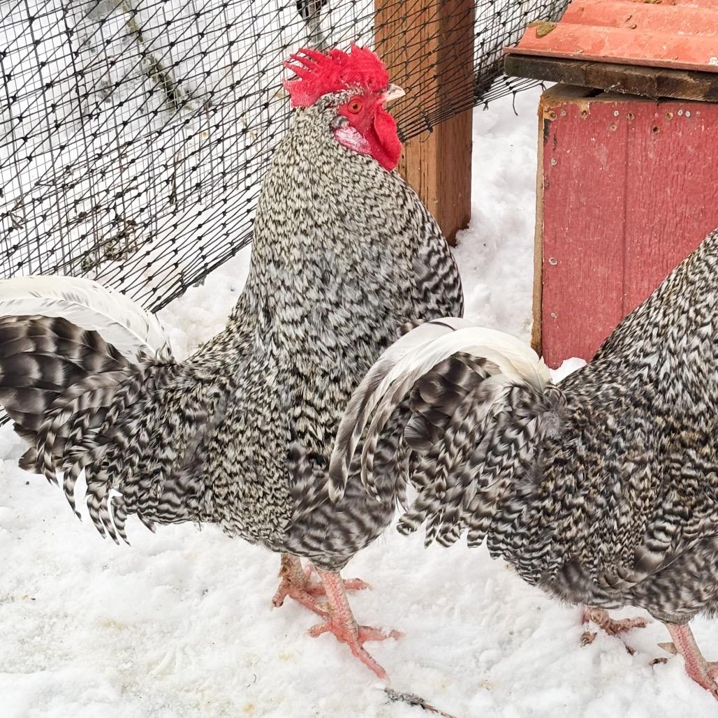 Zoltan, Adoptable, Adult Male Chicken.