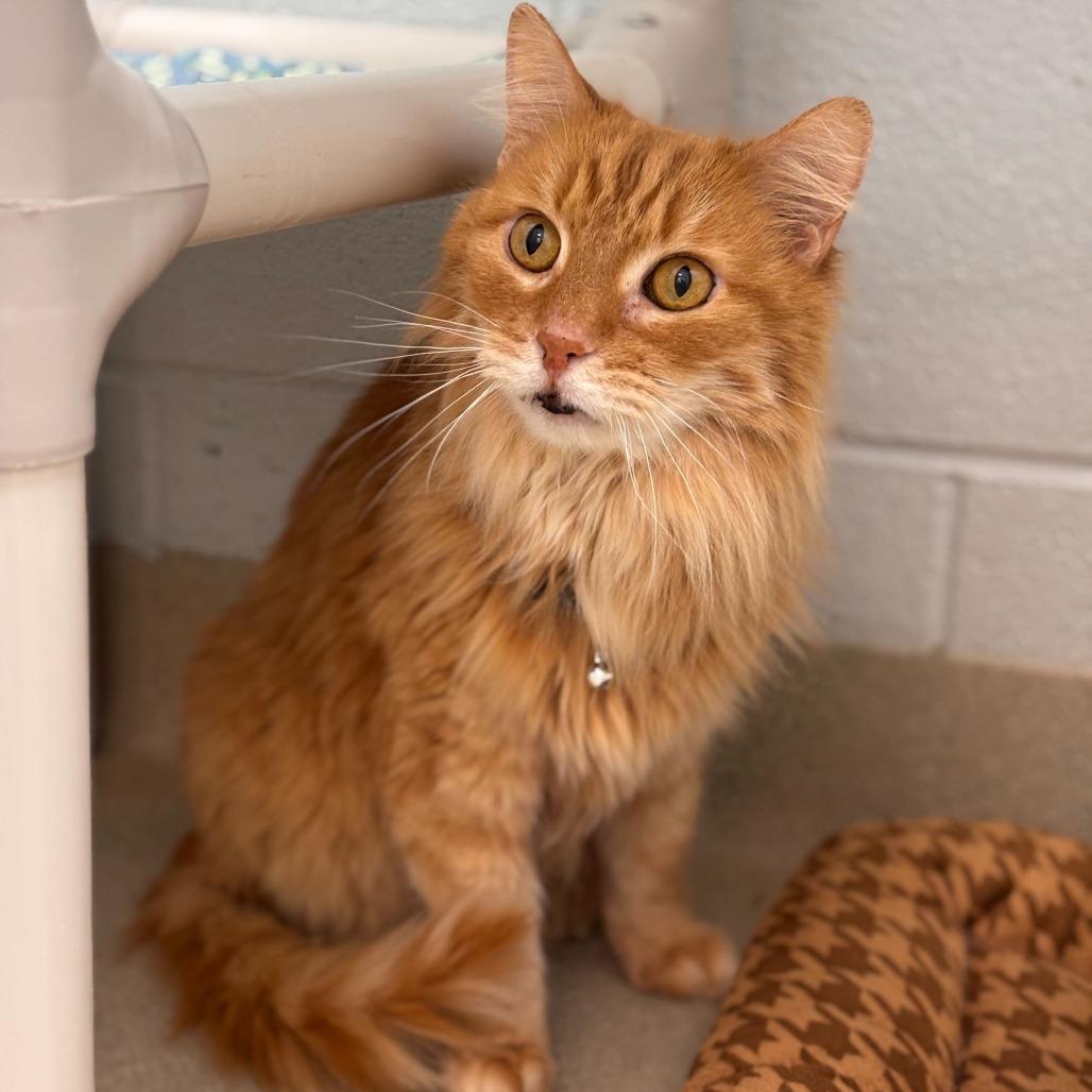 Enlarge Roger (Bonded to Mickey), a Adoptable Domestic Long Hair in Marshall, VA image 1/6