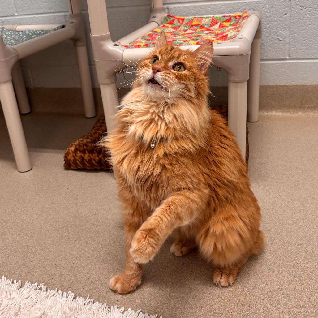 Enlarge Roger (Bonded to Mickey), a Adoptable Domestic Long Hair in Marshall, VA image 2/6
