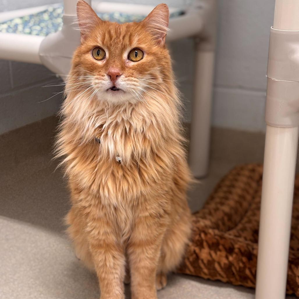 Enlarge Roger (Bonded to Mickey), a Adoptable Domestic Long Hair in Marshall, VA image 3/6