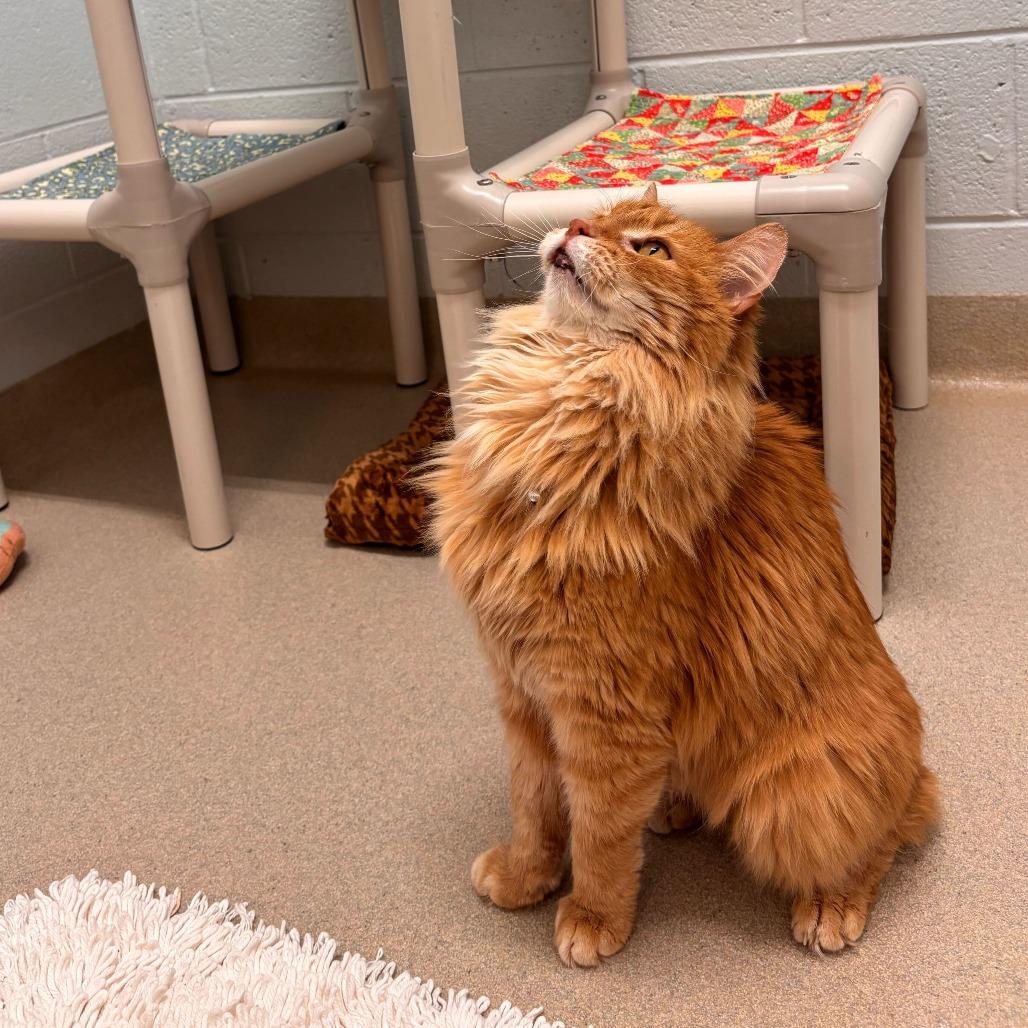 Enlarge Roger (Bonded to Mickey), a Adoptable Domestic Long Hair in Marshall, VA image 4/6