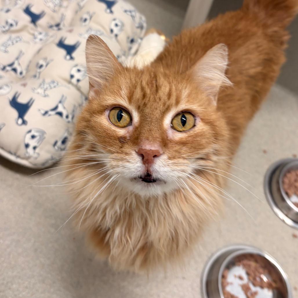 Enlarge Roger (Bonded to Mickey), a Adoptable Domestic Long Hair in Marshall, VA image 5/6