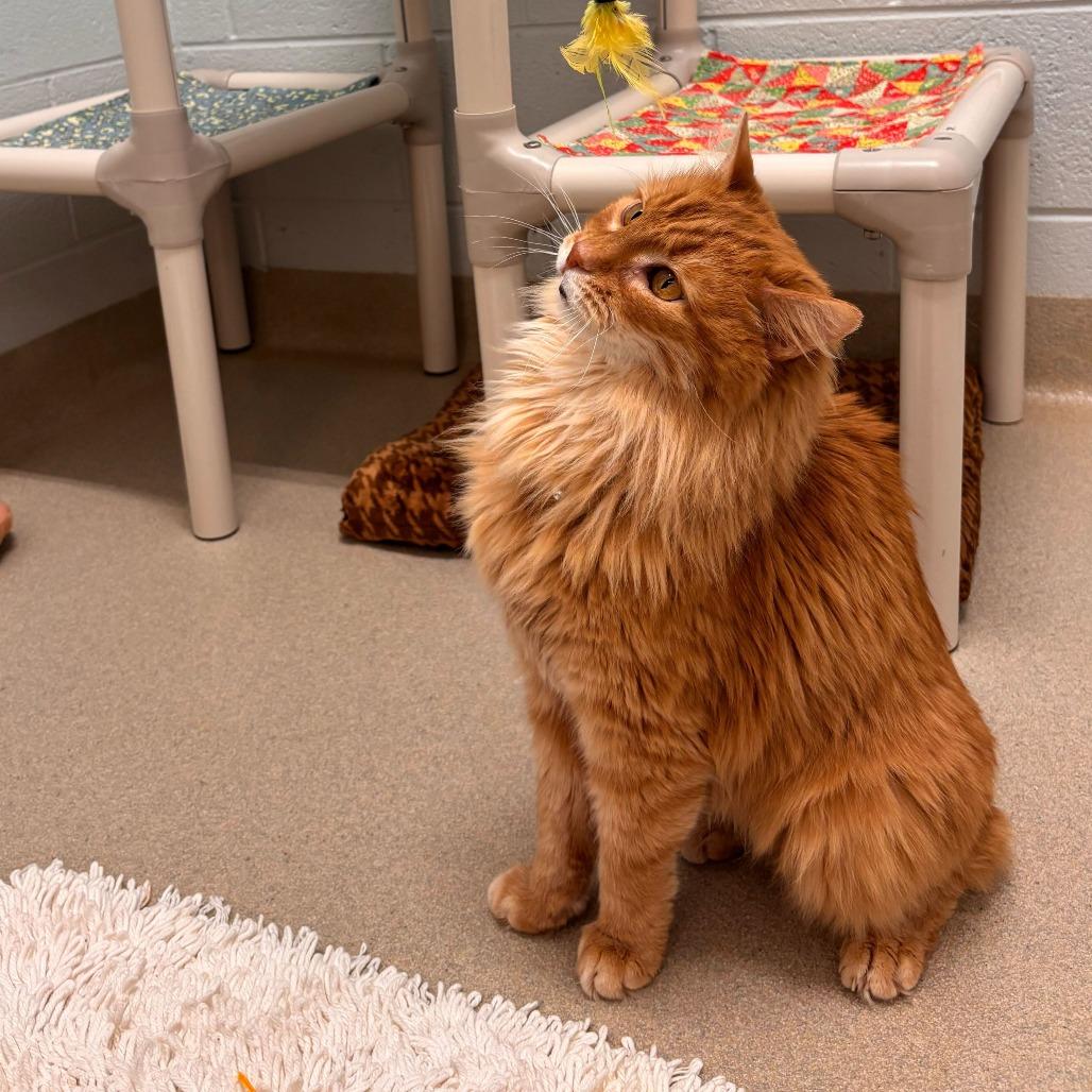 Enlarge Roger (Bonded to Mickey), a Adoptable Domestic Long Hair in Marshall, VA image 6/6