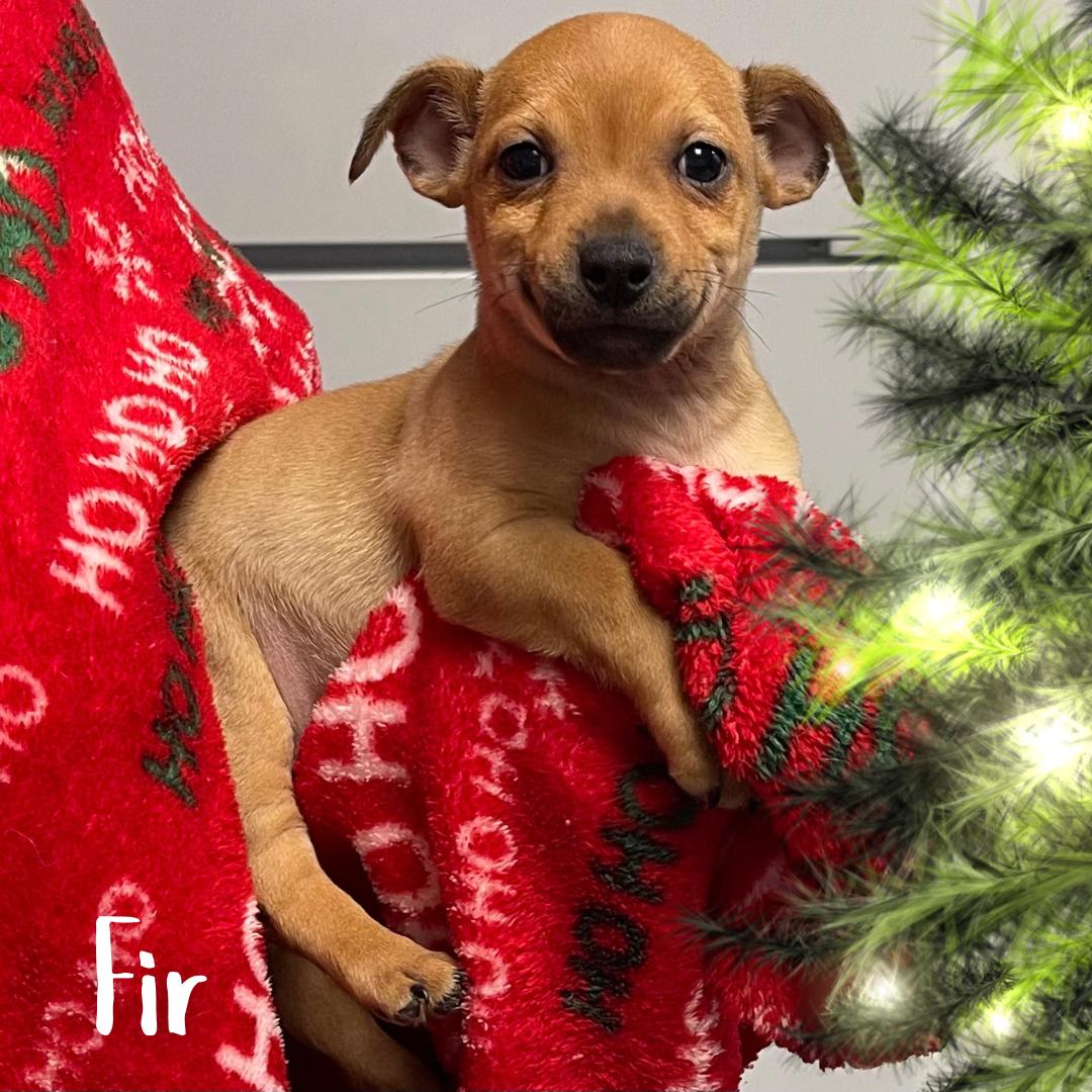 Fir, ADOPTABLE, Puppy Male Chihuahua & Mixed Breed.