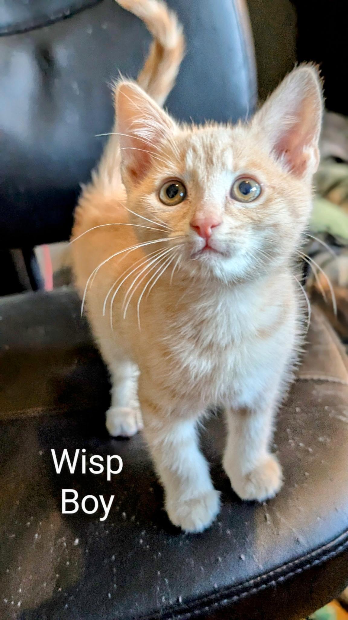 Wisp