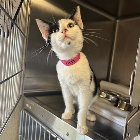 Peppercorn, Adoptable, Kitten Female Domestic Short Hair.