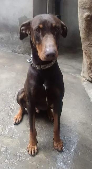 Rocky, a Adoptable Doberman Pinscher in Escondido, CA image 1/2