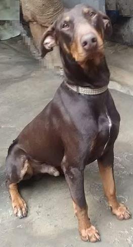 Rocky, a Adoptable Doberman Pinscher in Escondido, CA image 2/2
