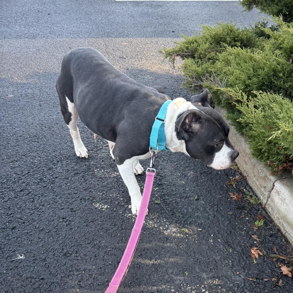 Zibby, Adoptable, Adult Female Mixed Breed.