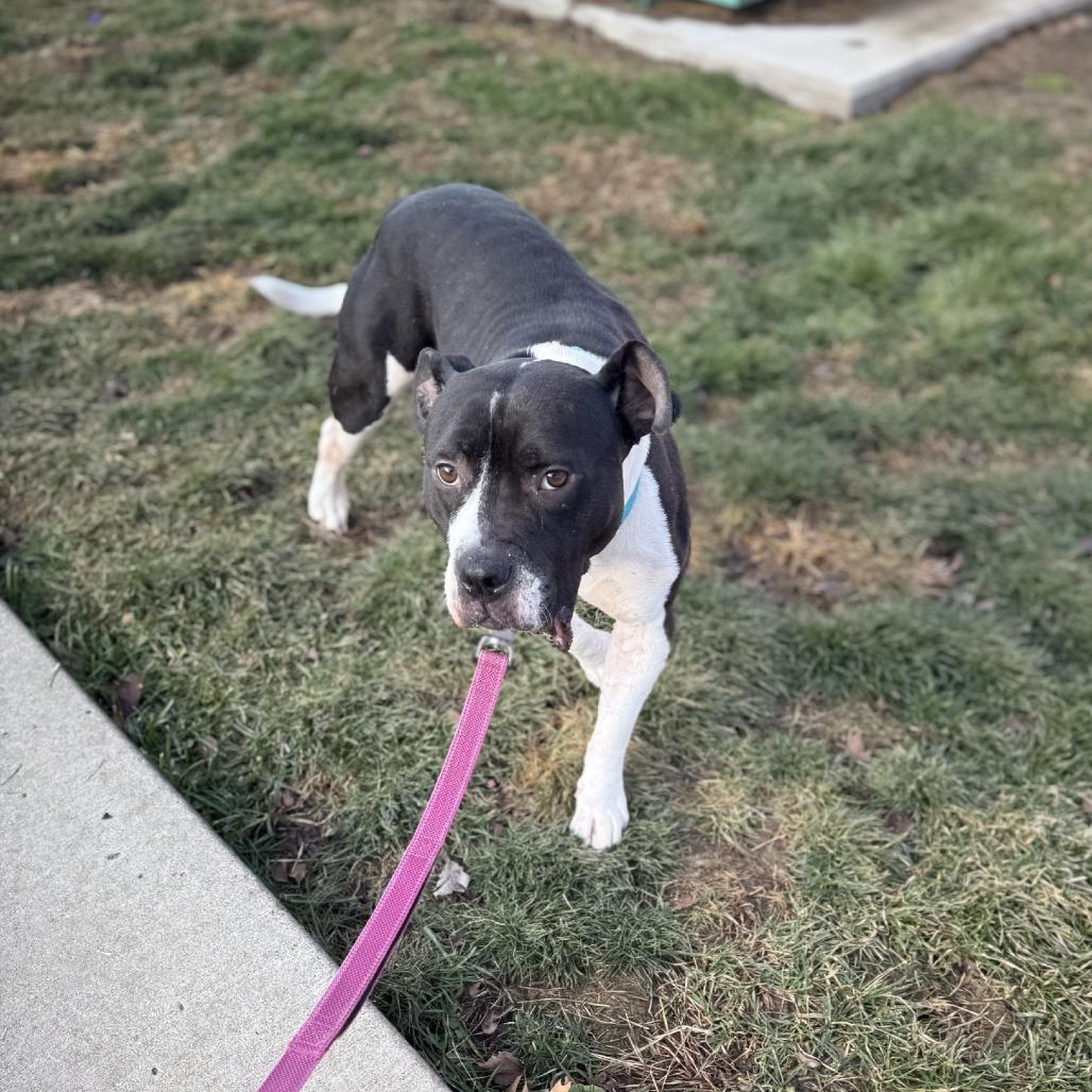 Enlarge Zibby, a Adoptable Mixed Breed in Pittsburgh, PA image 2/6