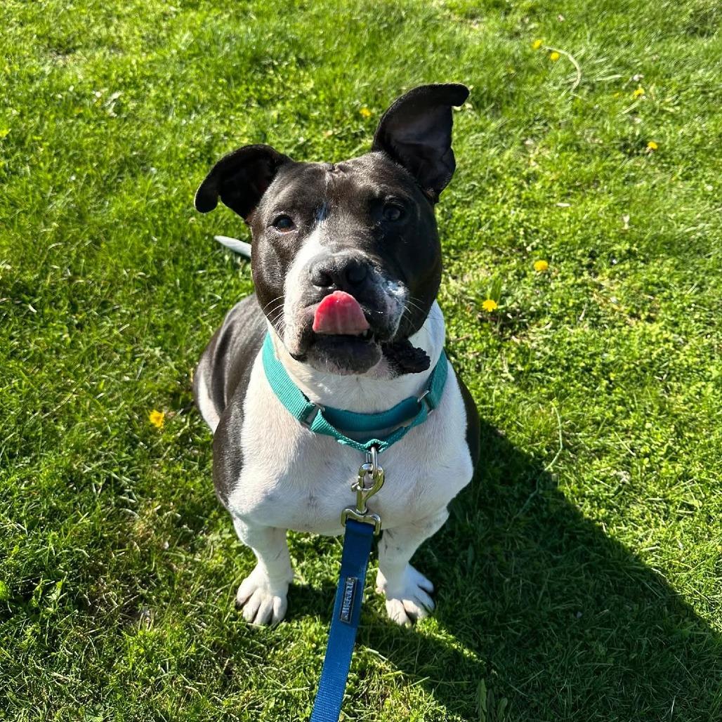Enlarge Zibby, a Adoptable Mixed Breed in Pittsburgh, PA image 3/6
