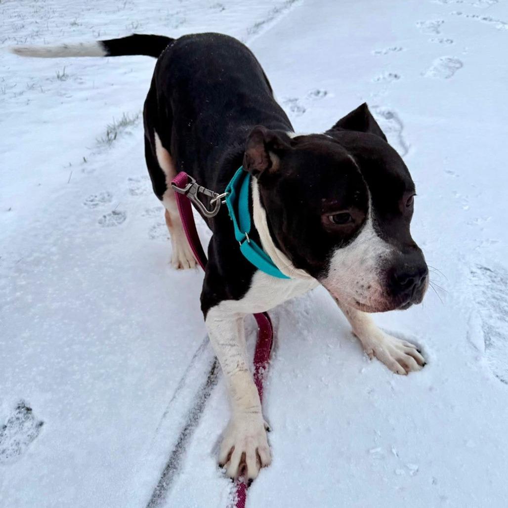 Enlarge Zibby, a Adoptable Mixed Breed in Pittsburgh, PA image 5/6