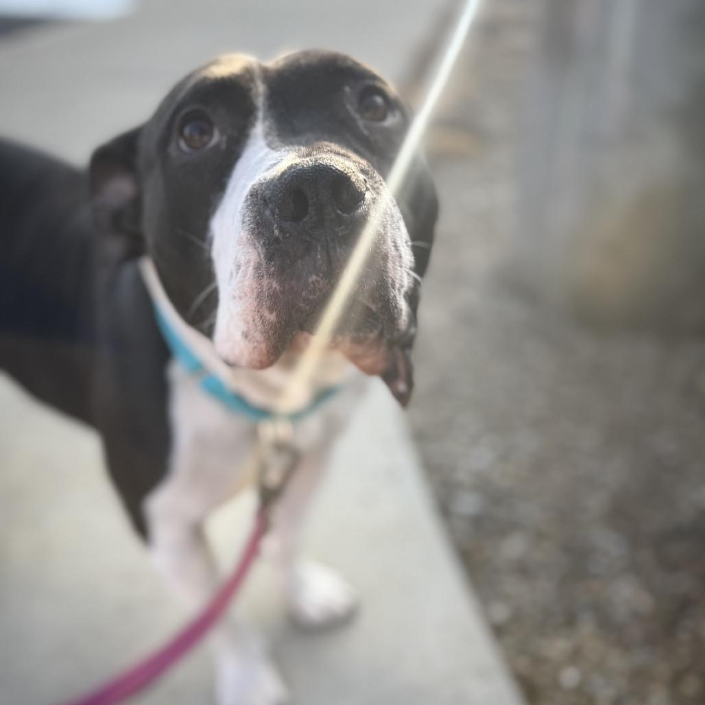 Enlarge Zibby, a Adoptable Mixed Breed in Pittsburgh, PA image 6/6