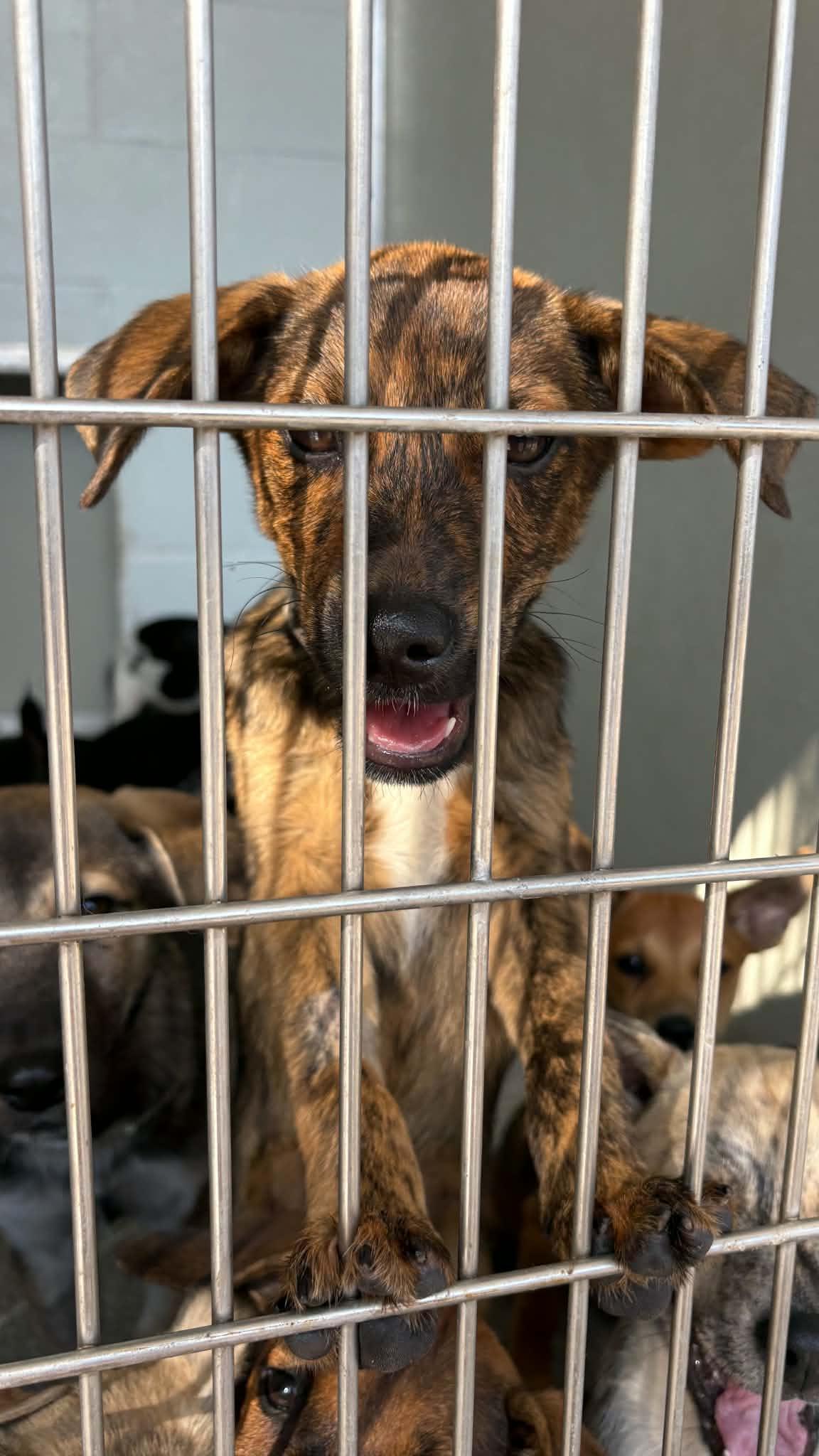 Enlarge Harold, a Adoptable mixed breed in Ayden, NC image 4/6