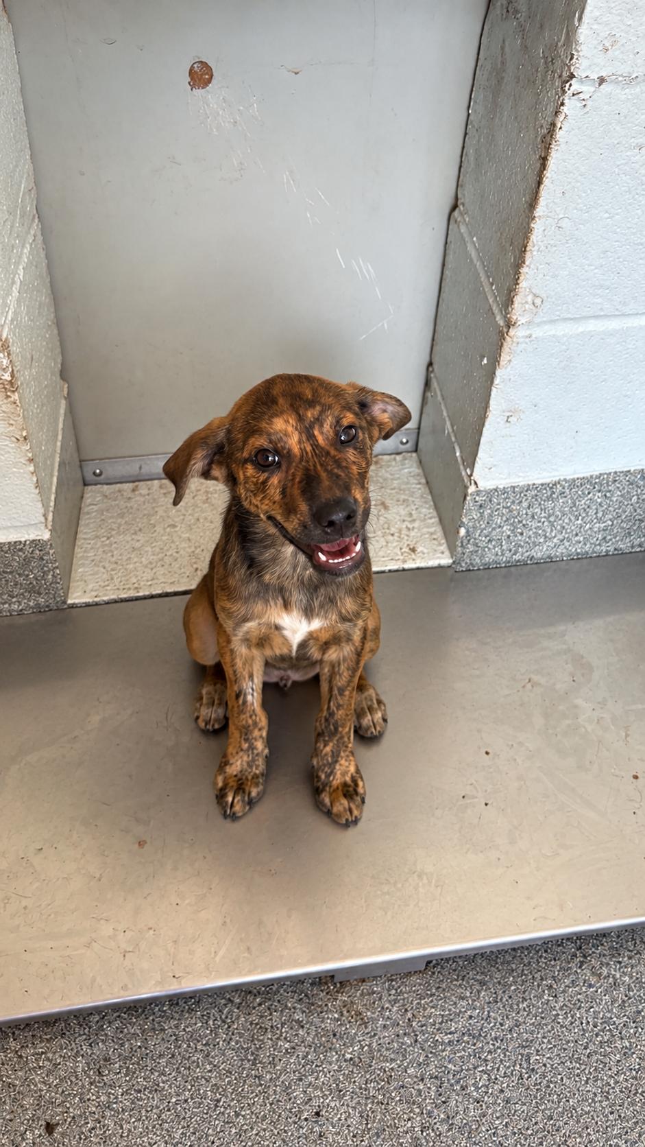 Harold, Adoptable, Puppy Male Shepherd.