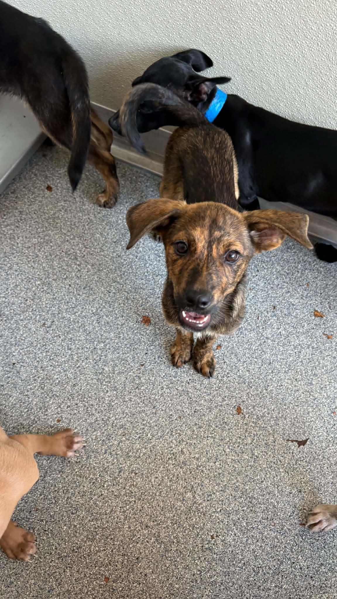 Enlarge Harold, a Adoptable mixed breed in Ayden, NC image 5/6