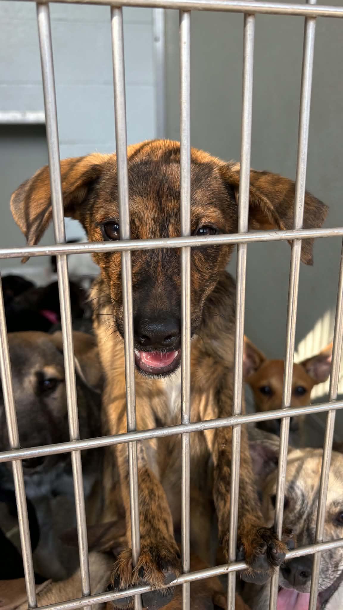 Enlarge Harold, a Adoptable mixed breed in Ayden, NC image 3/6