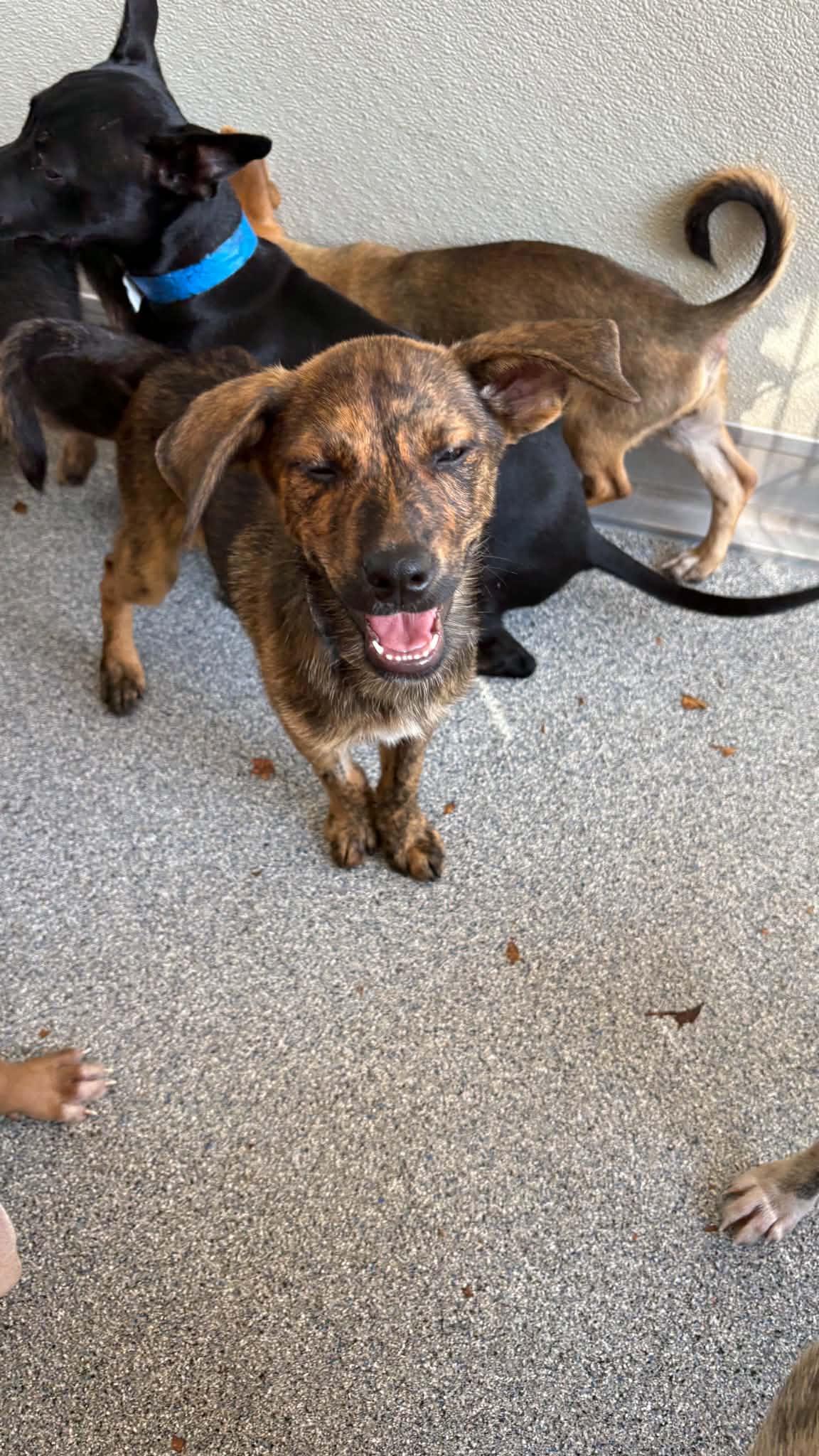 Enlarge Harold, a Adoptable mixed breed in Ayden, NC image 6/6