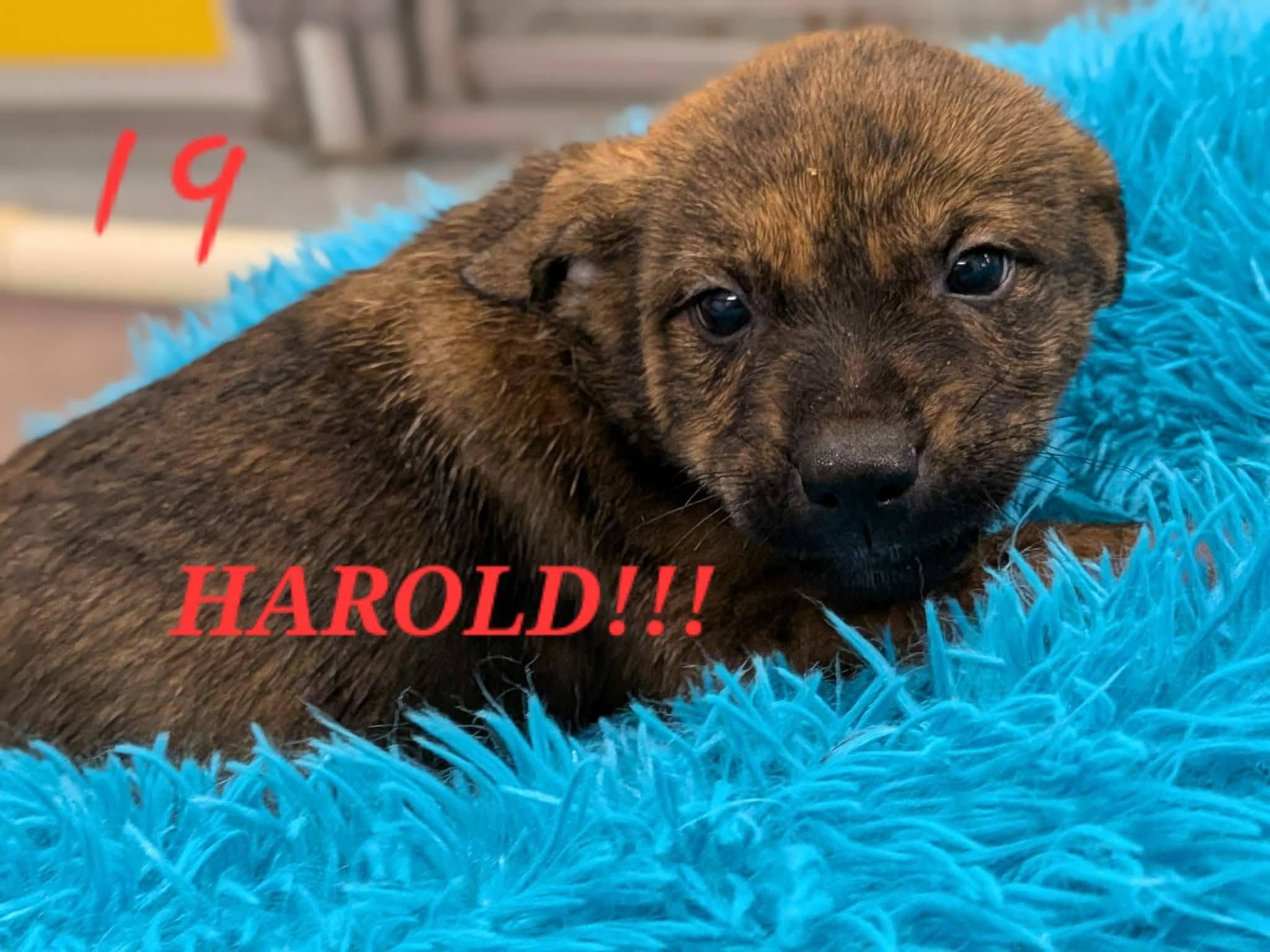 Enlarge Harold, a Adoptable mixed breed in Ayden, NC image 2/6