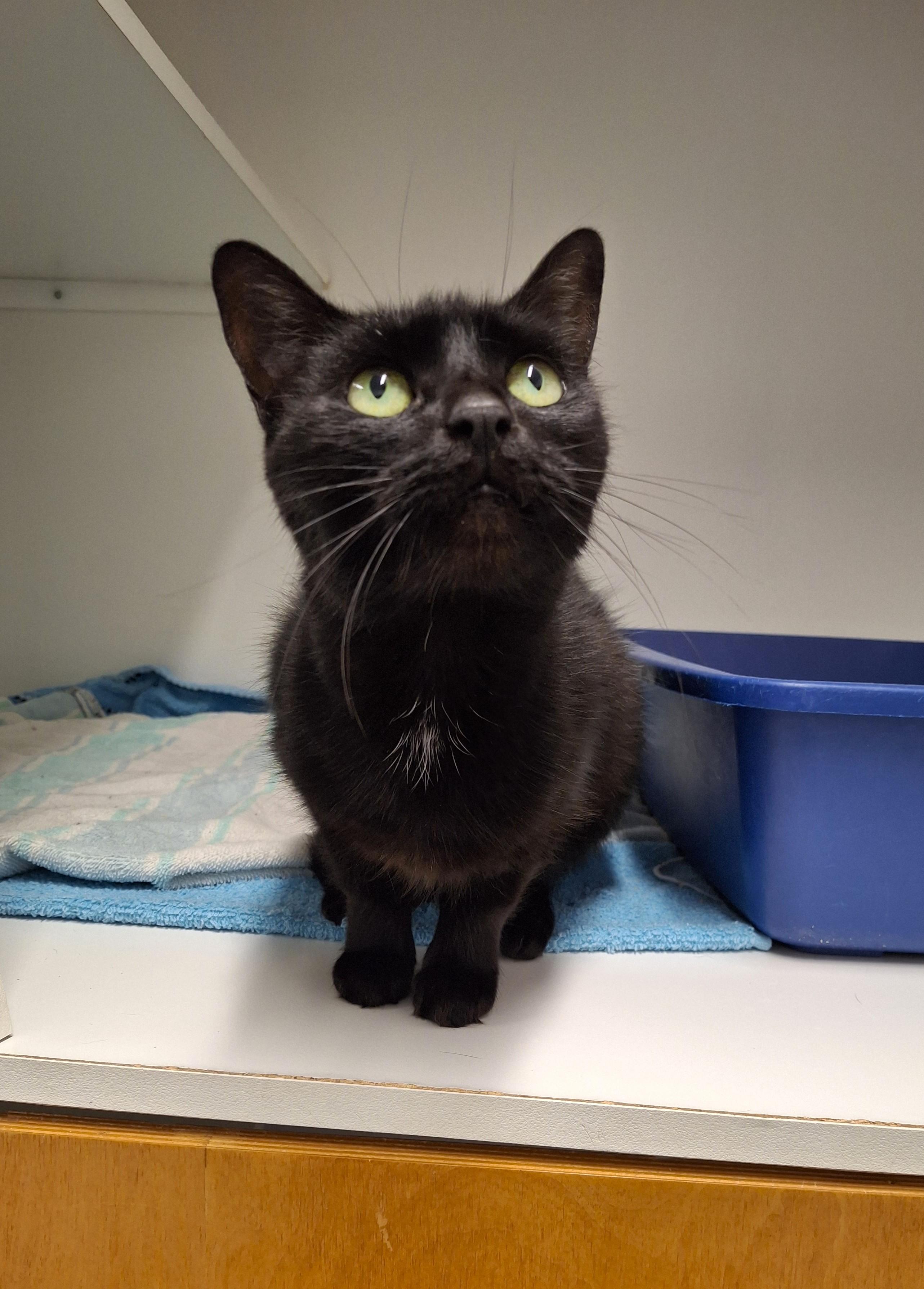 Enlarge Alanis, a Adoptable Domestic Short Hair in Victoria, BC image 1/3