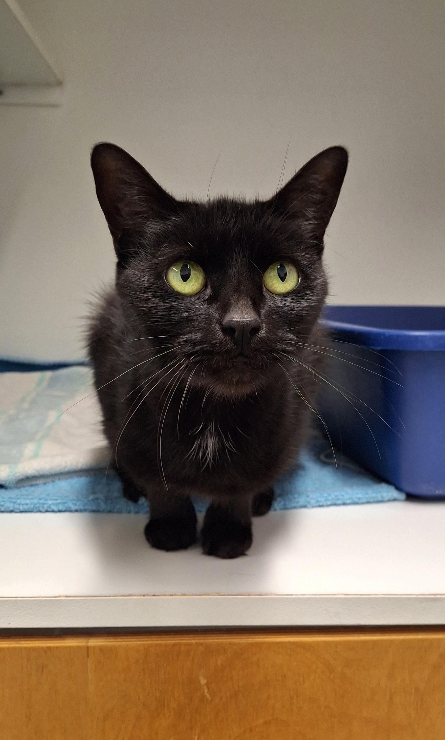 Enlarge Alanis, a Adoptable Domestic Short Hair in Victoria, BC image 3/3